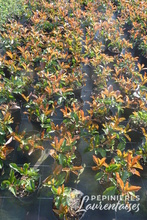 Photinia x fraseri 'Camilvy'