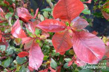 Photinia x fraseri 'Little Red Robin'