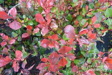 Photinia x fraseri 'Little Red Robin'