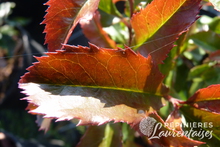 Photinia x fraseri 'Magical Vulcano' ®