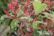 Photinia x fraseri 'Pink Marble'