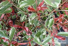 Photinia x fraseri 'Pink Marble'