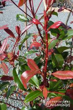 Photinia x fraseri 'Red Robin'