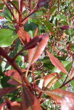 Photinia x fraseri 'Red Robin'