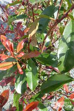 Photinia x fraseri 'Red Robin'