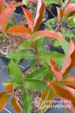 Photinia x fraseri 'Red Select'