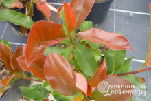 Photinia x fraseri 'Red Select'