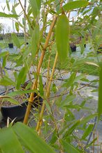 Phyllostachys aureocaulis