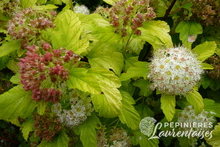 Physocarpus opulifolius 'Angel Gold'®