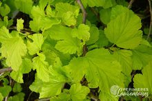 Physocarpus opulifolius 'Angel Gold'®