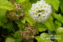 Physocarpus opulifolius 'Angel Gold'®