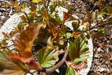 Physocarpus opulifolius 'Diable d'Or'