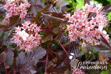 Physocarpus opulifolius 'Diable d'Or'®