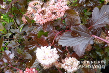 Physocarpus opulifolius 'Diable d'Or'®