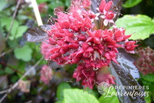 Physocarpus opulifolius 'Diable d'Or'®