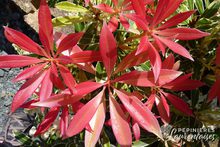 Pieris 'Flaming Silver'