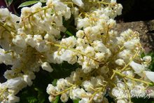 Pieris 'Flaming Silver'