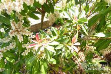 Pieris 'Forest Flame'