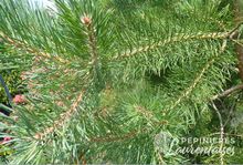 Pinus nigra 'austriaca'