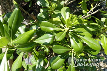 Pittosporum nana