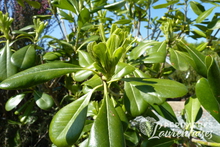 Pittosporum nana