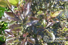 Pittosporum tenuifolium 'Purpureum'