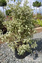 Pittosporum tenuifolium 'Variegatum'