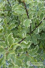 Pittosporum tenuifolium 'Variegatum'