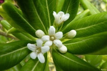 Pittosporum tobira