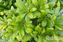 Pittosporum tobira 'Nana'