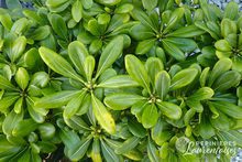 Pittosporum tobira 'Nana'