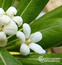 Pittosporum tobira 'Nana'