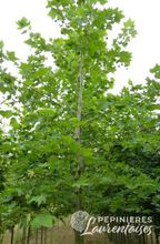Platanus acerifolia