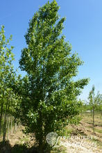 Populus nigra 'Italica'