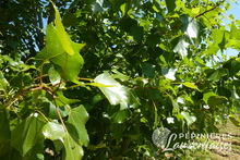 Populus nigra 'Italica'