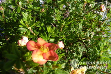 Potentille fructicosa 'Red ace'