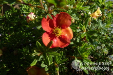 Potentille fructicosa 'Red ace'