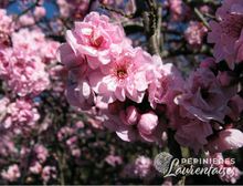 Prunus blireana 'Moseri'