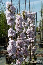 Prunus serrulata 'Amanogawa'