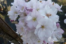 Prunus serrulata 'Amanogawa'