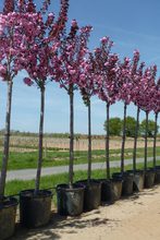 Prunus serrulata 'Royal Burgundy'