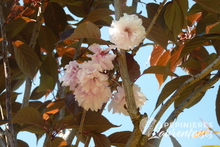 Prunus serrulata 'Royal Burgundy'