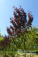 Prunus serrulata 'Royal Burgundy'