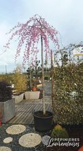 Prunus subhirtella 'Accolade pleureur'