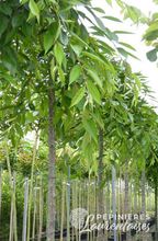 Prunus subhirtella 'Accolade pleureur'