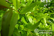 Punica granatum 'Legrelliae'