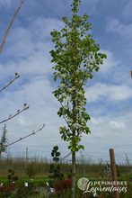 Pyrus calleryana 'Chanticleer'