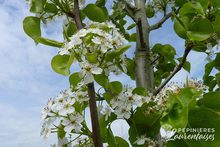 Pyrus calleryana 'Chanticleer'