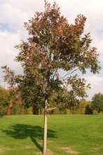 Quercus alba 'Longigemma'