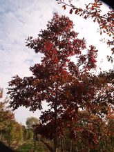 Quercus alba 'Longigemma'